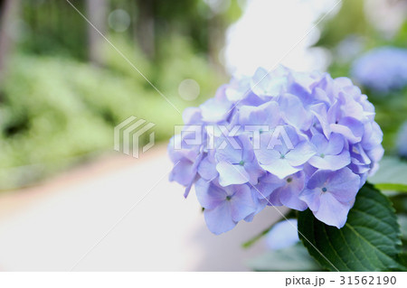 6月風景 紫陽花 6月風景 紫陽花 31562190