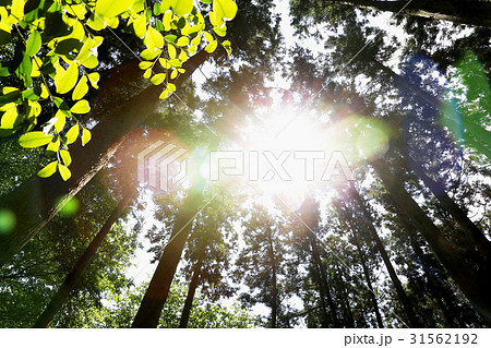6月風景　木漏れ日 31562192