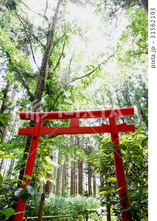 水戸八幡宮 6月風景 水戸八幡宮 6月風景 31562193