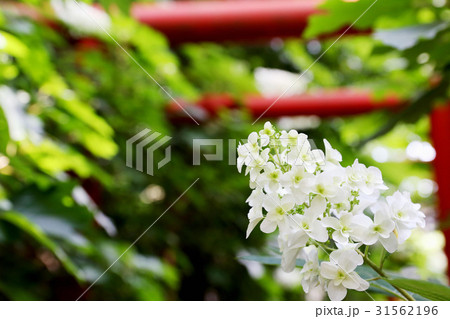 水戸八幡宮　6月風景 31562196