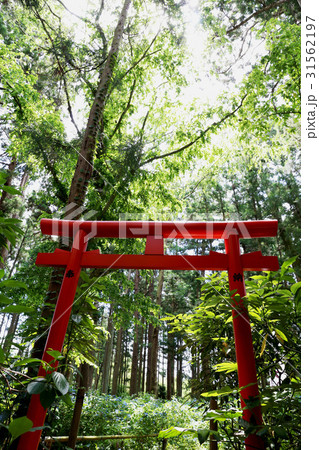 水戸八幡宮　6月風景 31562197