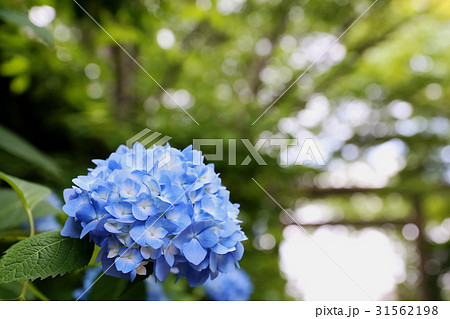 水戸八幡宮　6月風景 31562198