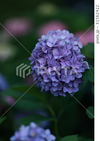 紫陽花 紫陽花 31562422