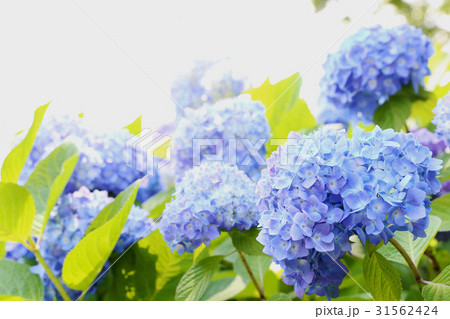 水戸八幡宮　紫陽花 31562424