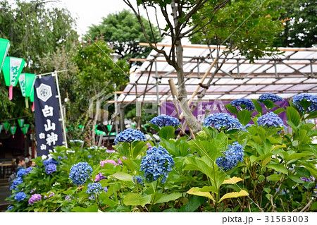 アジサイ祭り（白山神社） 31563003