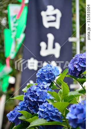 アジサイ祭り（白山神社） 31563004