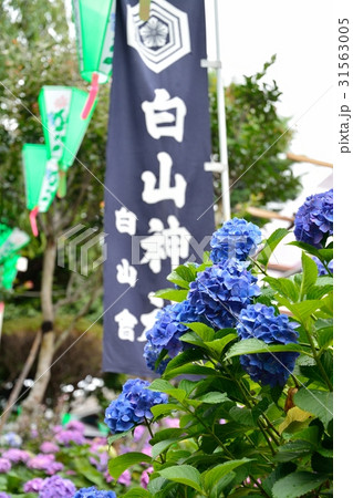 アジサイ祭り（白山神社） 31563005