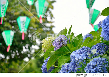 アジサイ祭り（白山神社） 31563019
