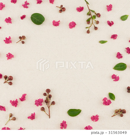 Pink crape myrtle petals, leaves budding flowers Pink crape myrtle petals, leaves budding flowers 31563049