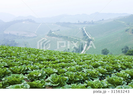 江陵市 江原道 白菜畑 31563243