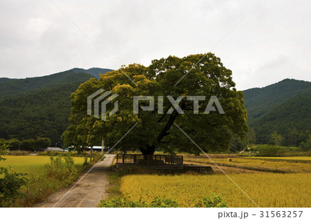 慶南 田畑 一本道 31563257