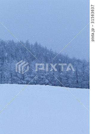 江原道 羊牧場 平昌郡 31563637