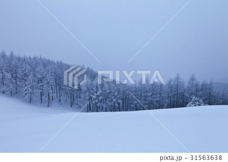 江原道 羊牧場 平昌郡 31563638
