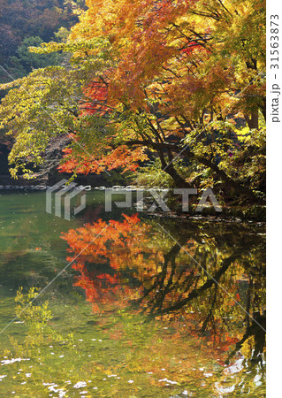 秋 紅葉 ベクアムサン 31563873