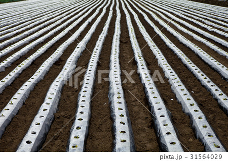 慶北 田畑 バトヅロン 31564029