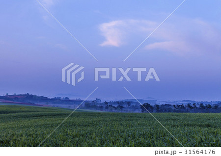 高敞郡 麦畑 全北 31564176