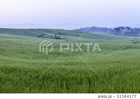 麦畑 番小屋 全北 31564177