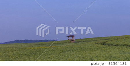 麦畑 番小屋 全北 31564181