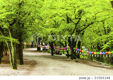 禅雲寺 提灯 全北 31564188