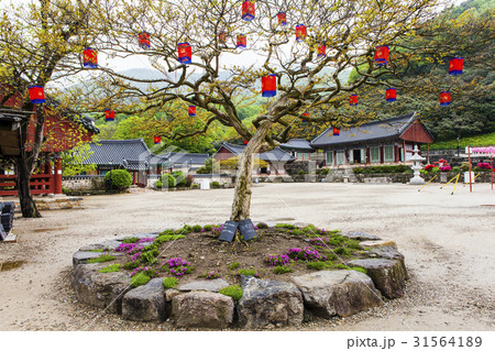 ベロン木 禅雲寺 全北 31564189