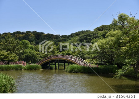 6月の称名寺 31564251
