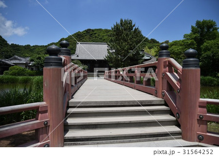 6月の称名寺 31564252
