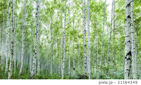 江原道 森 麟蹄郡 31564349