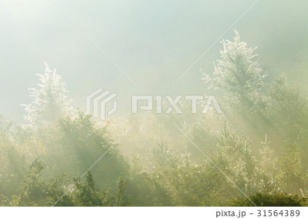 京畿道 キョンギド 木 31564389