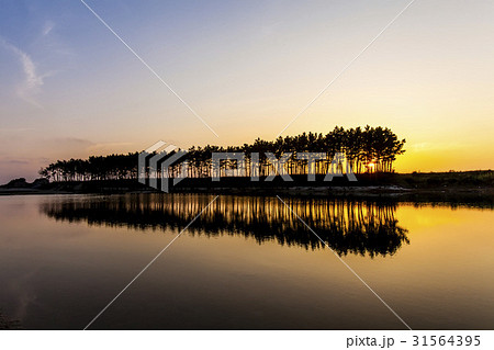 松 ウンヨビーチ 忠南 31564395