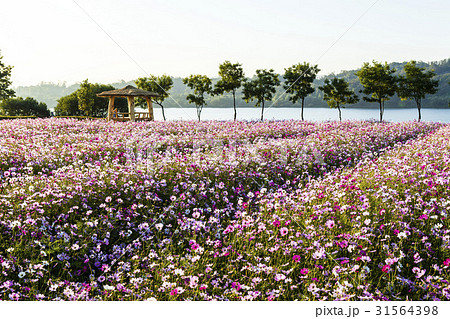 番小屋 コスモス 漢江市民公園 31564398