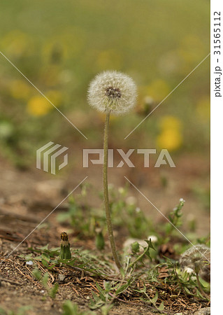 花 タンポポ 春の花 31565112