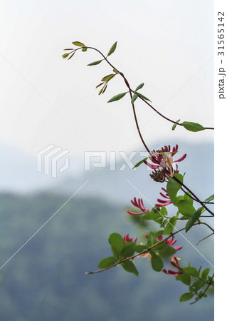 花 植物 スイカズラ 31565142