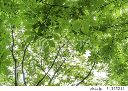 木 マロニエ 植物 31565211