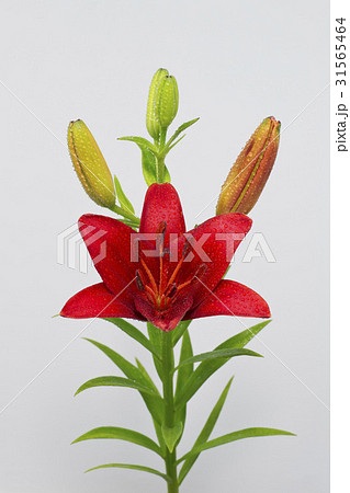 芽 ヌキ 切り抜き 31565464