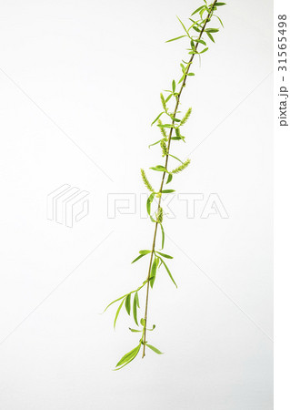 上手編み 植物 葉 31565498
