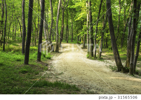 高陽市 コヤンシ トレイル 31565506