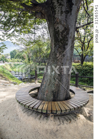 建築 木 橋 31565541