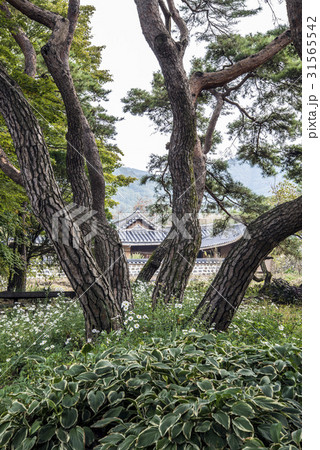 木 松 牙山市 31565542