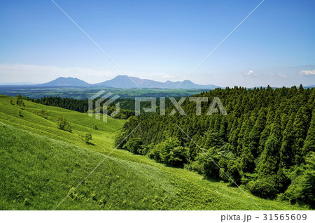 産山村　ヒゴタイ公園 31565609