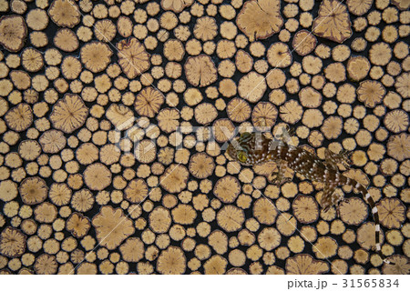 京畿道 キョンギド トカゲ 31565834