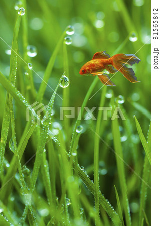 金魚 水滴 露 31565842
