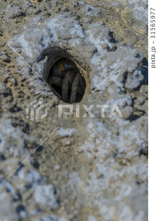 干潟 穴 部分 31565977