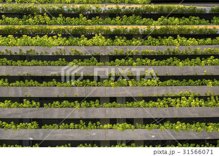 花 麻浦区 マポグ 31566071