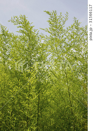 木 竹 植物 31566117