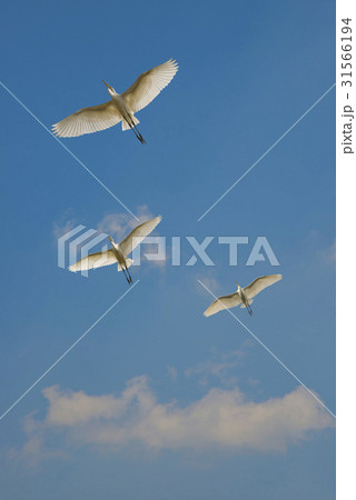 雲 白鷺 鳥 31566194