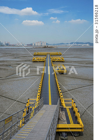 干潟 奉行 きゅうり 31566218