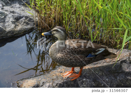 京畿道 キョンギド 高陽市 31566307