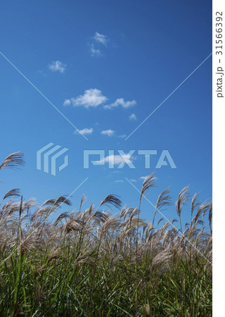 公園 ススキ ワールドカップ公園 31566392