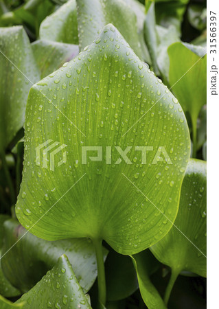 水滴 ホテイアオイ 植物 31566397