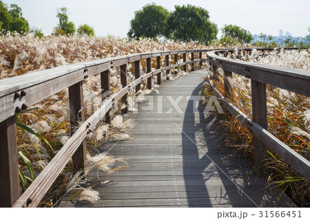 蘭芝漢江公園 トレイル 生態湿地園 31566451